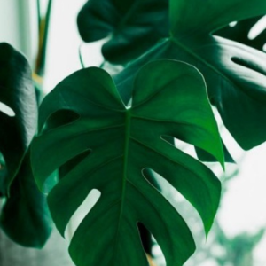 Monstera