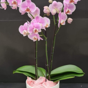 Orchidée avec pot blanc