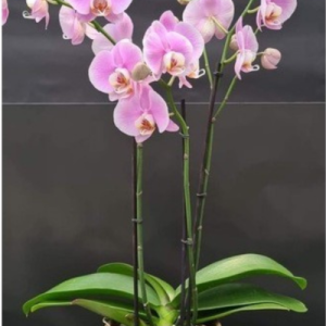 Orchidée avec pot Mica
