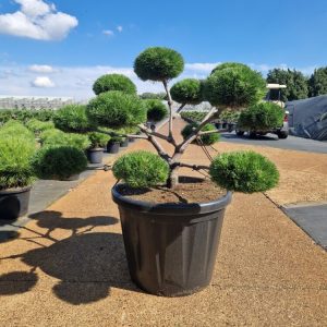 Pinus Nigro "Brepo"
