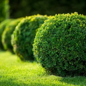 Buis Boule