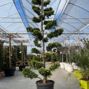 Cupressocyparis leylandii 'Gold Rider' bonsaï