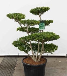 Ilex Crenata "Convexa"