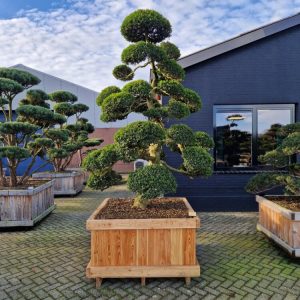 Ilex crenata "Kinme"