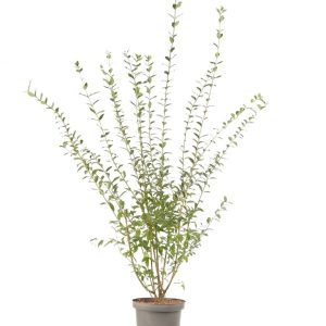 Ligustrum Vulgare