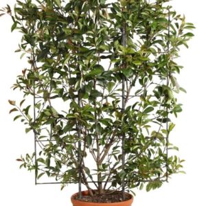 Photinia x Fraseri "Red Robbin" Espalier 120X80CM