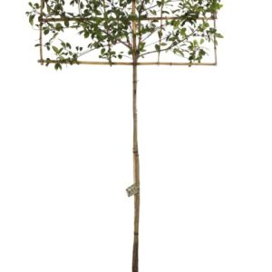 Photinia x Fraseri "Red Robbin" Espalier 200cm