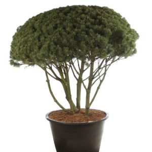 Pinus Mugo "Mughus" forme spéciale