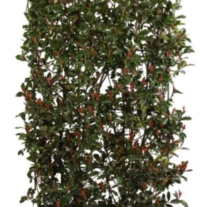 Photinia x Fraseri "Magical Vulcano" Espalier