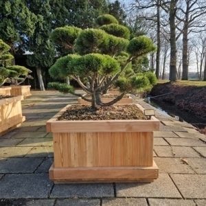 Pinus Mugo "Gnom"