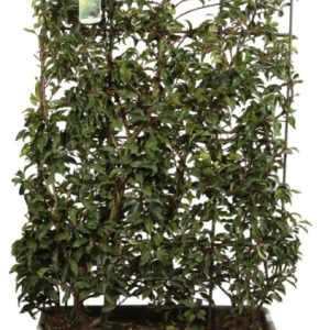 Prunus Lusitanica "Angustifolia" espalier
