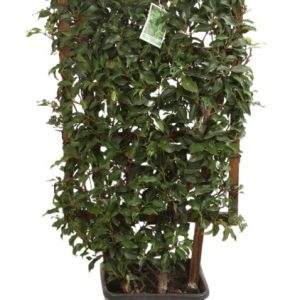 Prunus Lusitanica "Brenalia" espalier