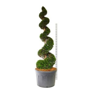 Taxus Baccata