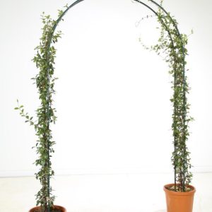 Trachelospermum Jasminoides arche