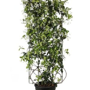 Trachelospermum Jasminoides espalier