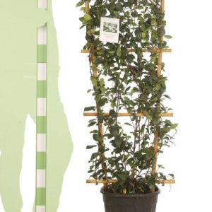 Trachelospermum Jasminoides espalier