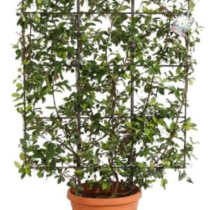 Trachelospermum Jasminoides espalier