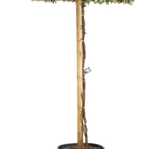 Trachelospermum Jasminoides parasol