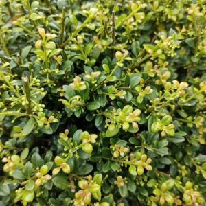 Ilex Boule