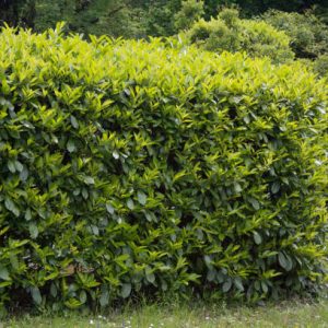Prunus laurocerasus 'Caucasica'