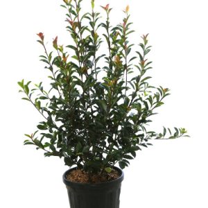 Plants de Photinia "Red Robin"