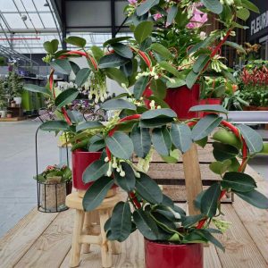 Stephanotis en forme de cœur