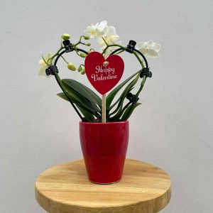Orchidée en forme de cœur