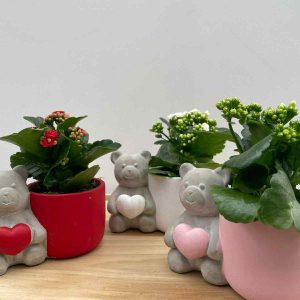 kalanchoe en pot avec un ourson